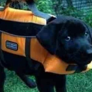 Meet your Posher, Abhiram